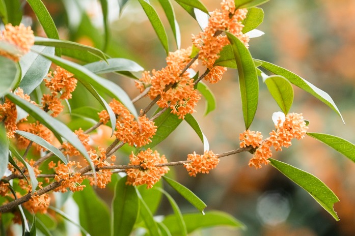 Osmanthuses welcome Mid-Autumn Festival