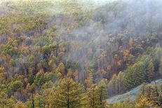 Tangwang River with Immense Forests & Rare Stones, Yichun