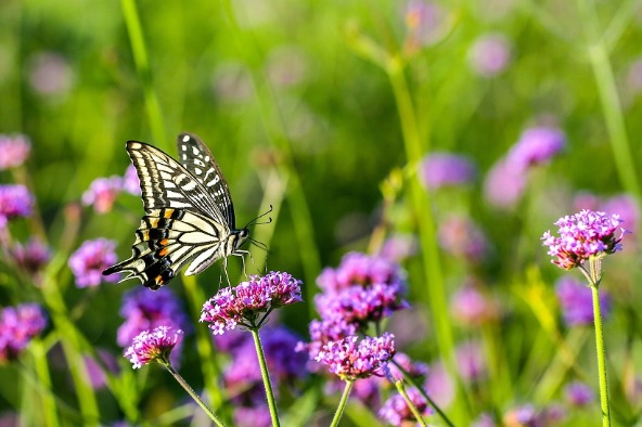 Verbenas and insects add to natural beauty of Handan