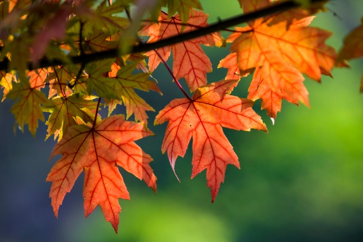 Leaves bring fall color to Chongqing
