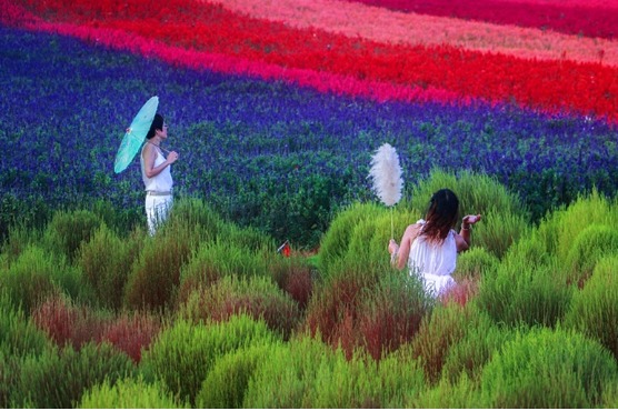 Flower field blaze with colors in Jiangsu