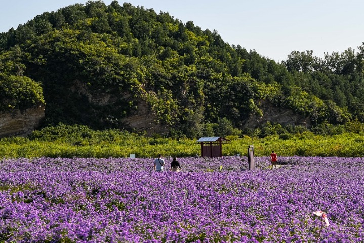 Violet floral sea a wonderful attraction in Beijing’s suburbs