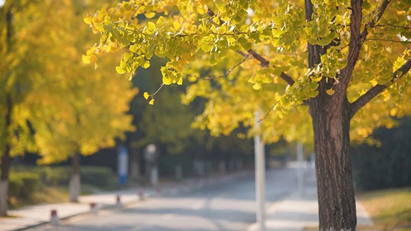 The USTC presents an enthralling view of autumn