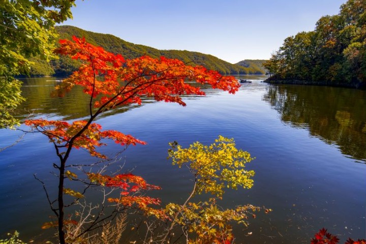 Forest park gives fall beauty in NE China