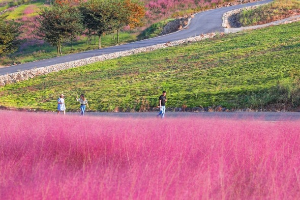 Floral fields compose fairytale of fall in Jiangsu