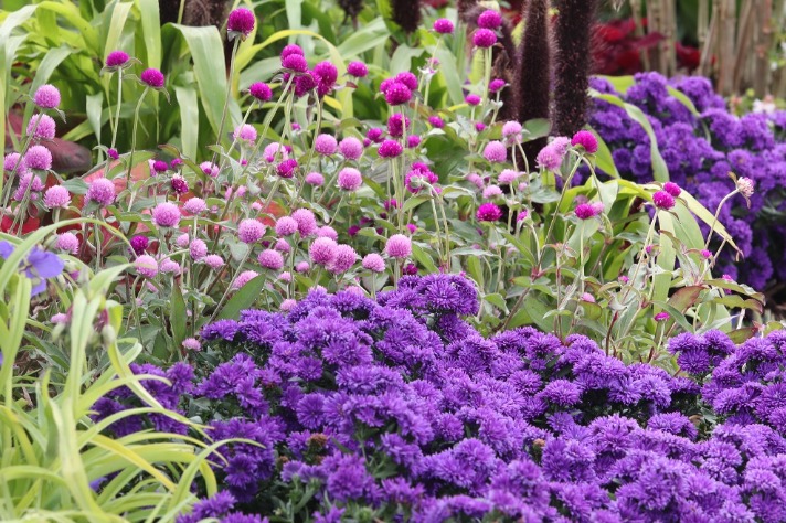 Scenic route turns into floral world to welcomes COP 15