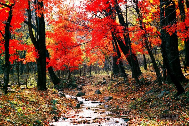 Red leaves a stunning fall sight in Jilin