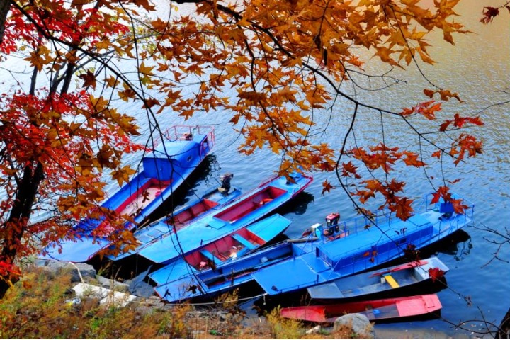 Forest park gives fall beauty in NE China