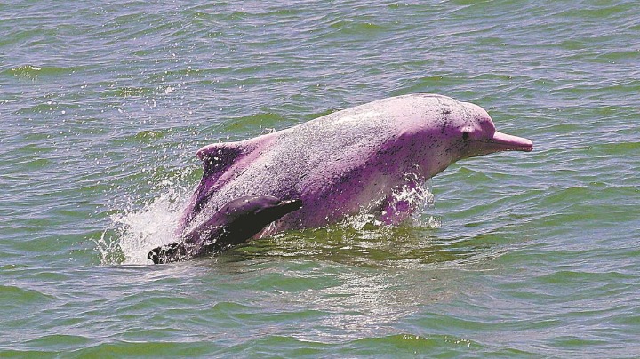Students set sail to study dolphins