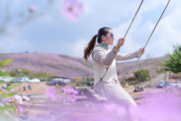 Galsang flowers blanket scenic spot with pink in Yunnan