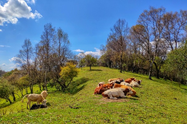 Grasslands create captivating fall beauty in NW China