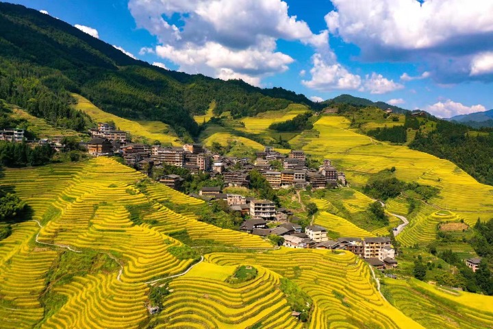 Ripe rice terraces offer golden vista for tourists