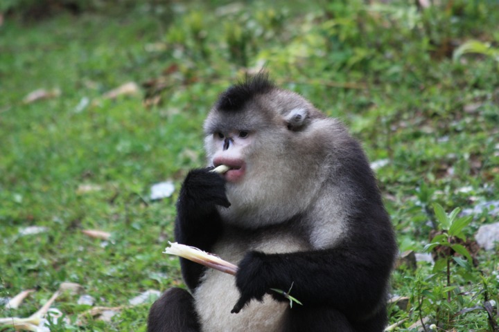 Protection of threatened species in SW China sees marked improvement