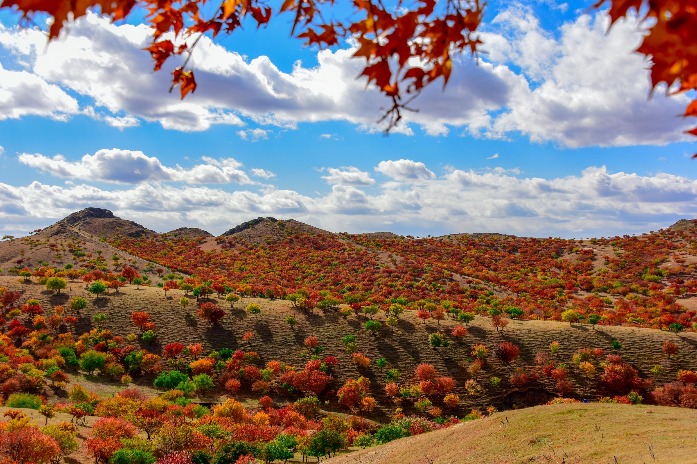 Maple-themed festival kicks off in N China