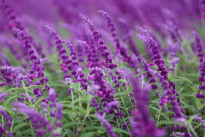 Romantic purple and pink flower sea in E China
