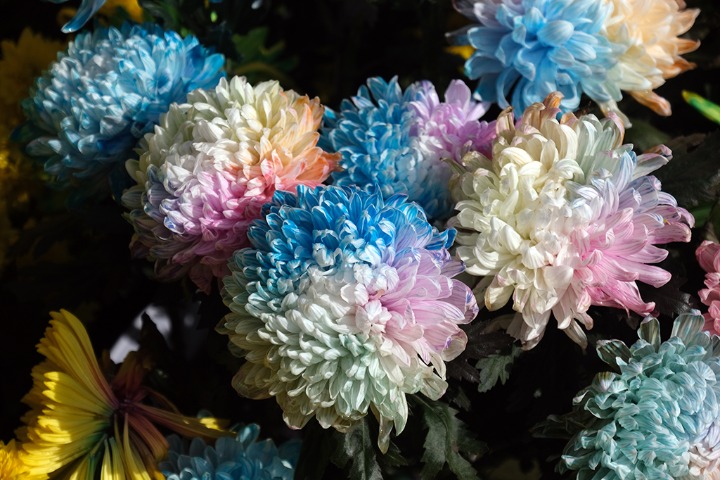 Chrysanthemum flowers bloom in NE China
