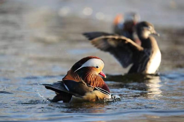 Beijing boasts greatest biological diversity