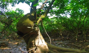 Qi'ao Mangrove Wetland Ecological Park