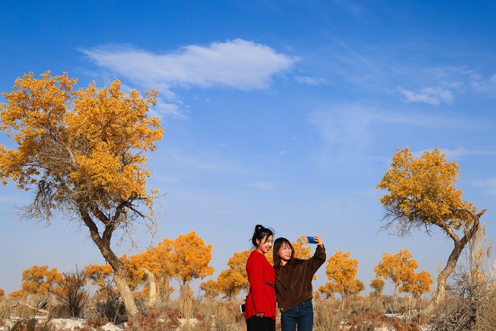 Yellow euphrates poplar forest in Xinjiang draws tourists