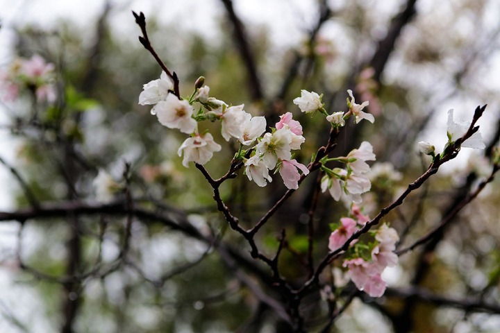Cherry blossoms bloom due to atypical weather in E China