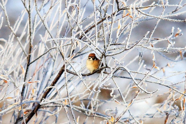 Ergune River Valley records first rime of this season