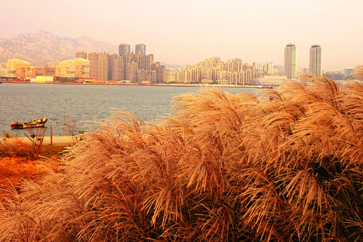 Golden coastal reed catkins sway in E China