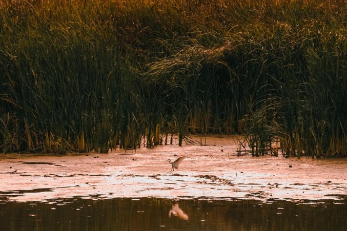 Paradise for rare birds flourishes in Guizhou