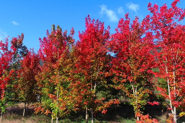 Red maple leaves in Chongqing resemble burning flames