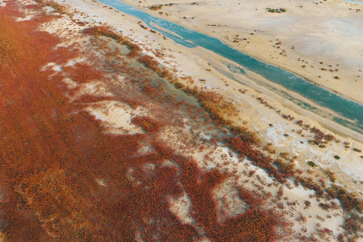 Seagrass 'dyes' wetland red in E China