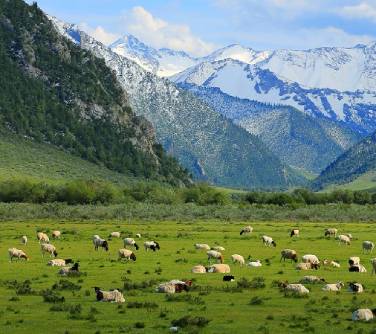 Bayanbulak Grasslands