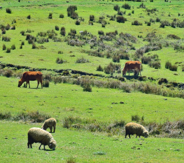 Wumeng Grand Grasslands
