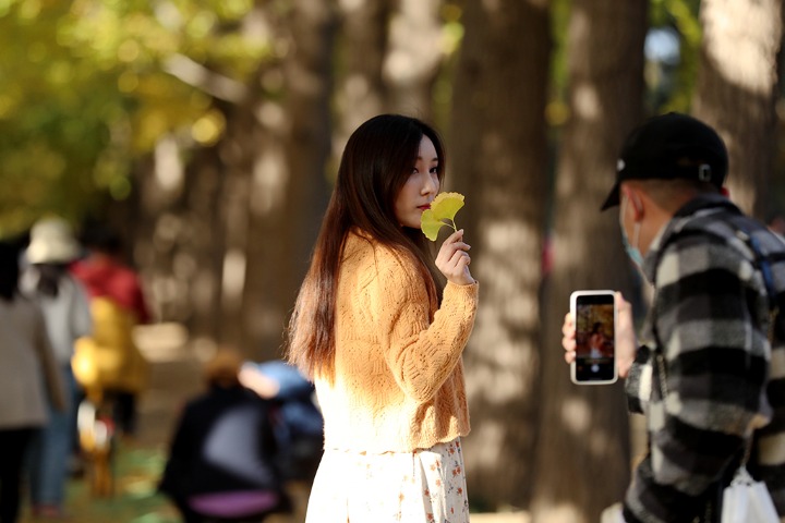 'Ginkgo avenue' in Beijing with annual bloom