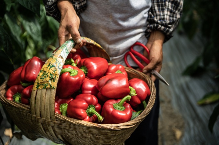 Peppers help spice up Guizhou's economy