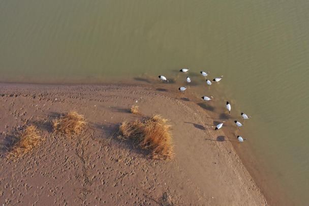 Yellow River Delta changes color, attracts wildlife