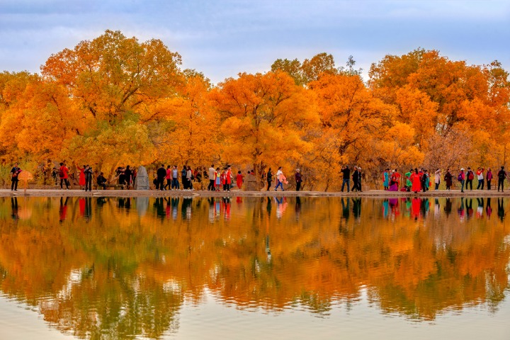 Gorgeous populus forest in N China