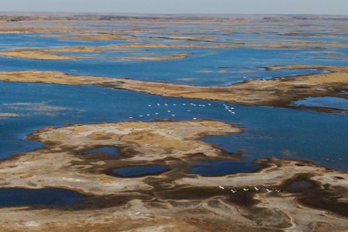 Migratory birds stop in Jilin wetlands