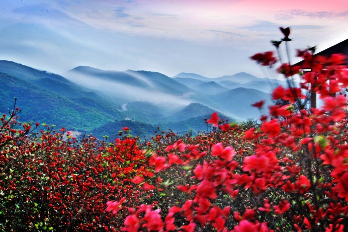 Blooming alpine azaleas in C China
