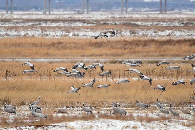 Birds fly over snow-covered Tumd Right Banner