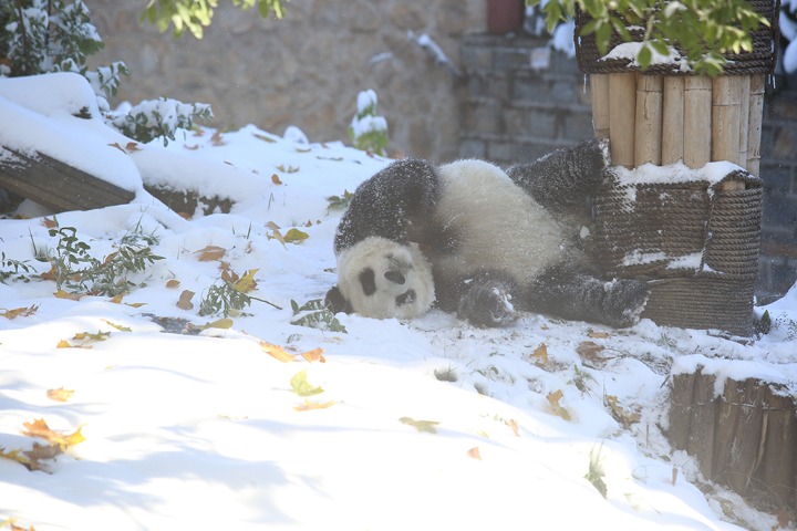 Panda has a blast playing in snow in E China