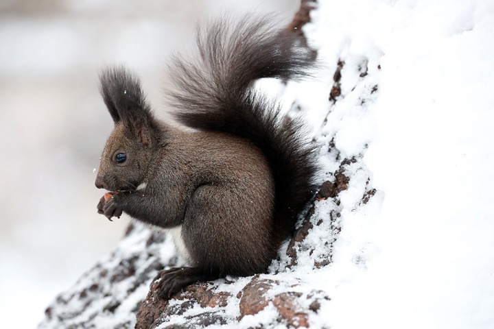 Squirrels forage after snow in NE China