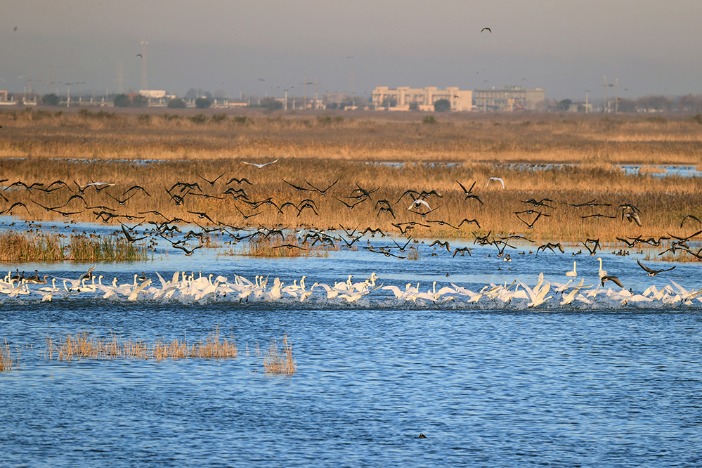 Millions of migratory birds fly to Yellow River estuary
