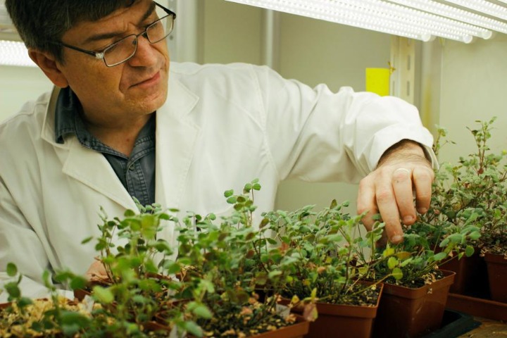 Shanghai researchers make new discovery in legume nitrogen fixation