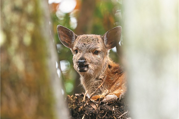 Shennongjia's real beauty is more than just a myth