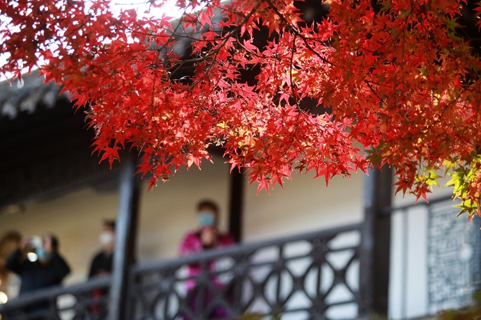 Red maple leaves in E China draw visitors