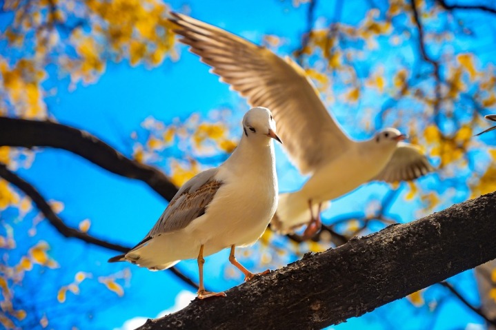 Enchanting winter riverside views spotted in Kunming
