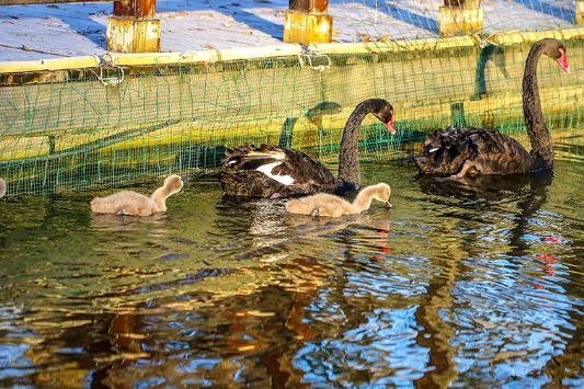 Lovely swans spotted in N China
