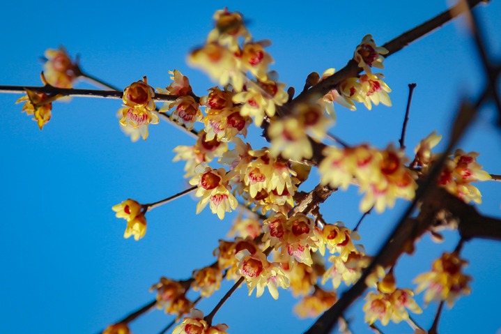 Blooming wintersweet flowers draw visitors in Beijing