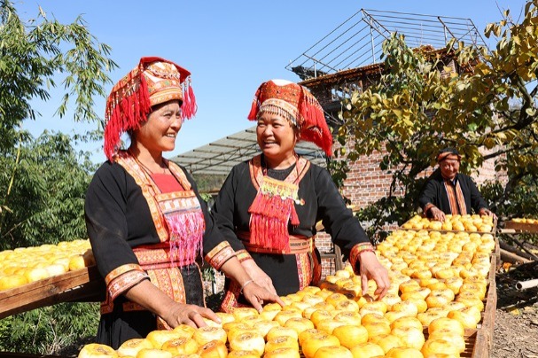 Golden persimmons ripen in Guilin