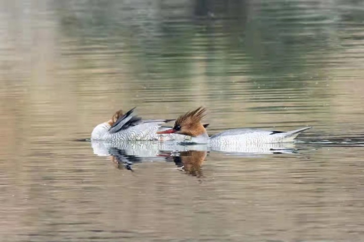 Endangered  birds spotted in S China wetland