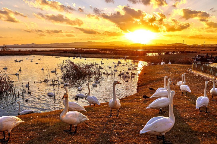 Whooper swans  arrive in Rongcheng for winter